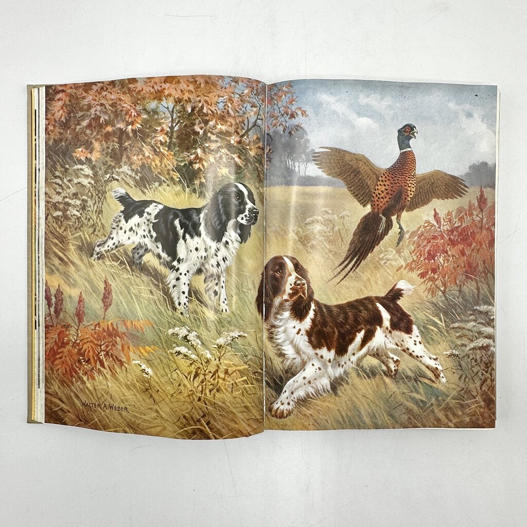 The National Geographic Book Of Dogs Hardcover 1958 /cb