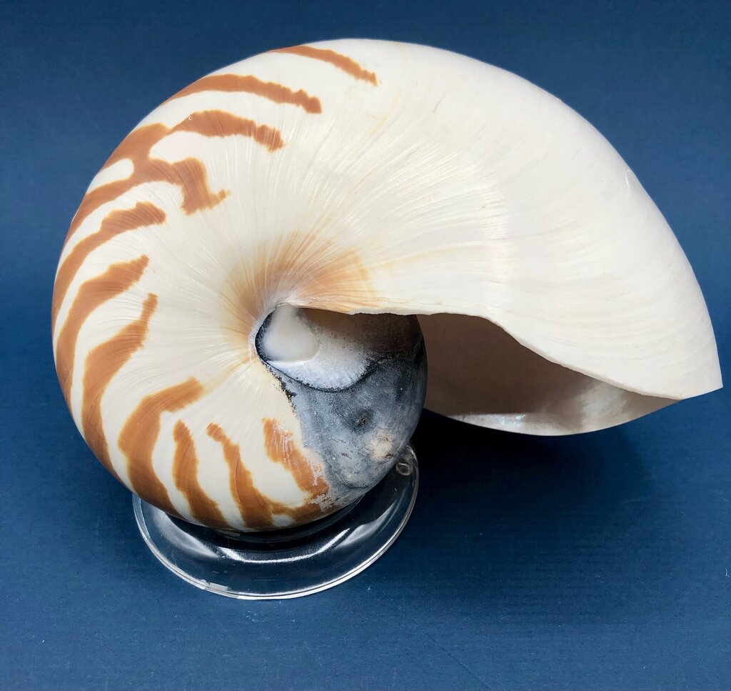 Natural Tiger Nautilus Shell Nautilus Pompilius /b