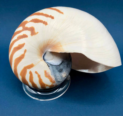 Natural Tiger Nautilus Shell Nautilus Pompilius /b