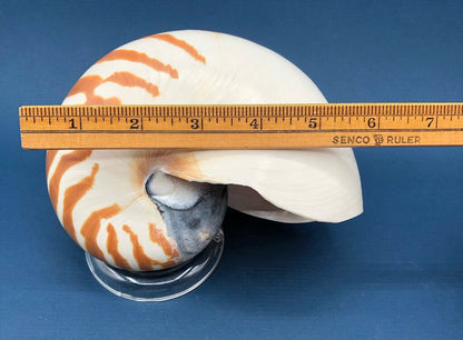 Natural Tiger Nautilus Shell Nautilus Pompilius /b