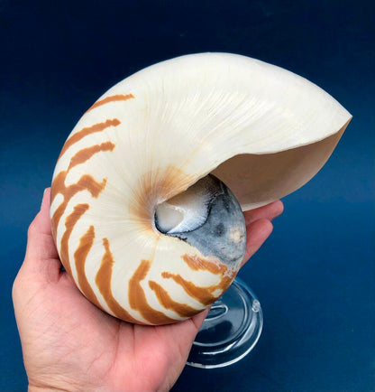 Natural Tiger Nautilus Shell Nautilus Pompilius /b