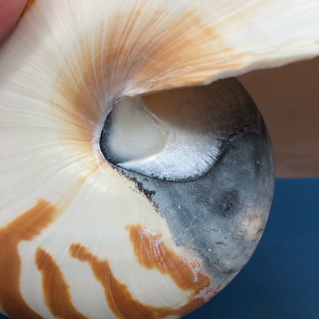 Natural Tiger Nautilus Shell Nautilus Pompilius /b