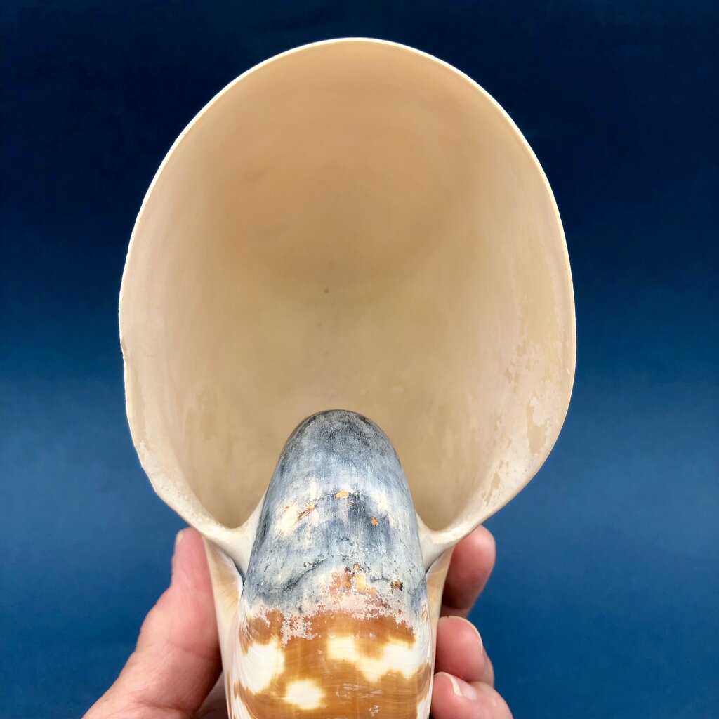 Natural Tiger Nautilus Shell Nautilus Pompilius /b