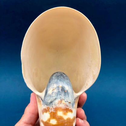 Natural Tiger Nautilus Shell Nautilus Pompilius /b