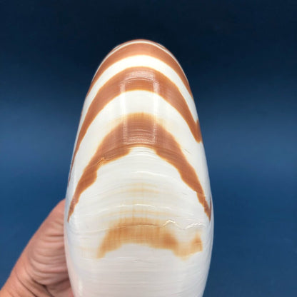 Natural Tiger Nautilus Shell Nautilus Pompilius /b