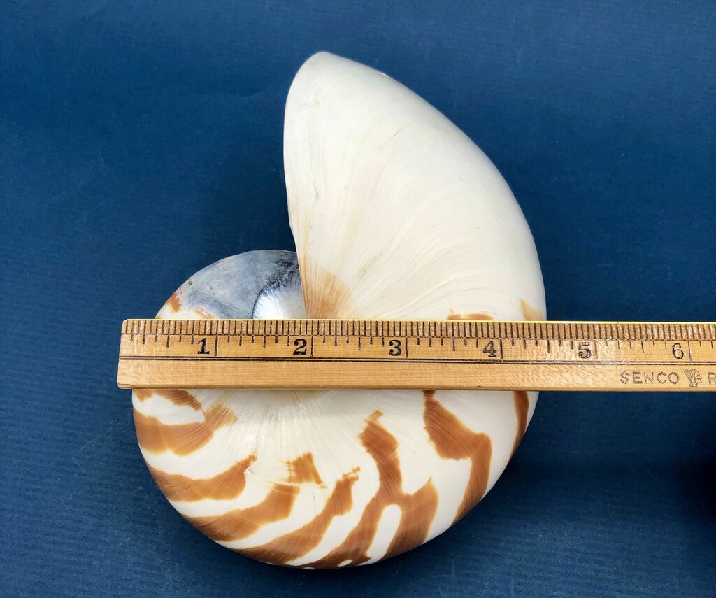 Natural Tiger Nautilus Shell Nautilus Pompilius /b