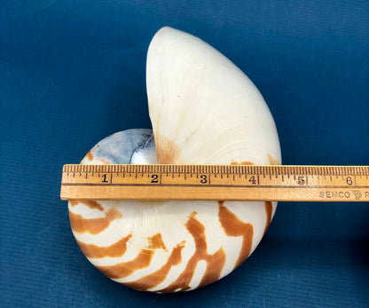 Natural Tiger Nautilus Shell Nautilus Pompilius /b