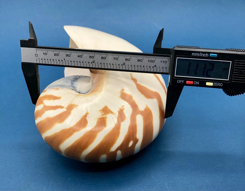 Natural Tiger Nautilus Shell Nautilus Pompilius /b
