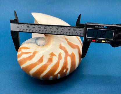 Natural Tiger Nautilus Shell Nautilus Pompilius /b