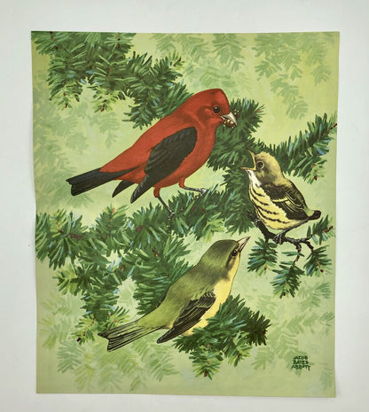 1930’s Jacob Bates Abbott Tanager Bird Print /b